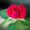 hoa_hong_nho