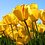 Ly_M_Linh