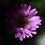 mjmoza_7690