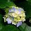 Thao_Vy